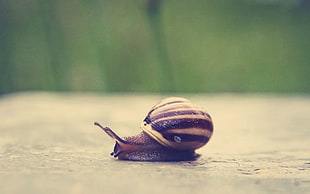 close-up photography of brown and black snail on brown surface
